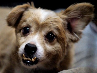 Pomeranian-Unknown Mix Dogs for adoption in Bealeton, VA, USA