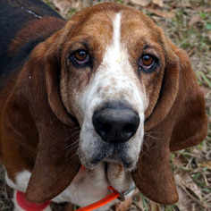 Basset Hound Dogs for adoption in Pennsville, NJ, USA