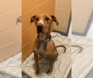 American Pit Bull Terrier-Unknown Mix Dogs for adoption in Bridgewater, NJ, USA