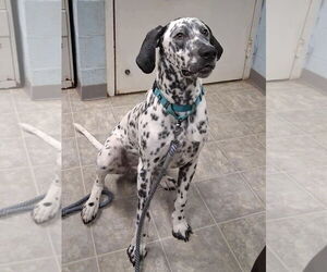 Dalmatian-Unknown Mix Dogs for adoption in Rustburg, VA, USA