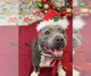 Mutt Dogs for adoption in Santa Barbara, CA, USA