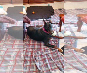 Doberman Pinscher Dogs for adoption in Buffalo, MN, USA