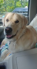 Golden Retriever Dogs for adoption in Columbus, IN, USA