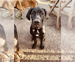 Great Dane Dogs for adoption in Bullard, TX, USA