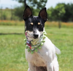 Small Rat Terrier