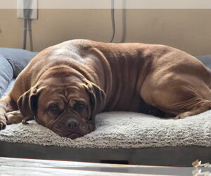 Mastiff Dogs for adoption in Strongsville, OH, USA