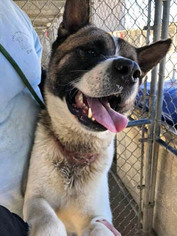 Akita Dogs for adoption in Ventura, CA, USA