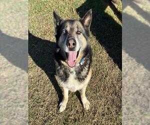 Medium Photo #2 German Shepherd Dog Puppy For Sale in Riverside, CA, USA