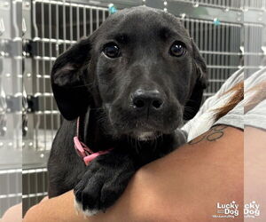 Labrador Retriever-Retriever Mix Dogs for adoption in Washington, DC, USA