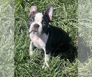 Boston Terrier Dogs for adoption in Hesperia, CA, USA