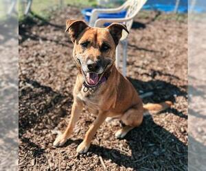 German Shepherd Dog-Unknown Mix Dogs for adoption in McKinleyville, CA, USA