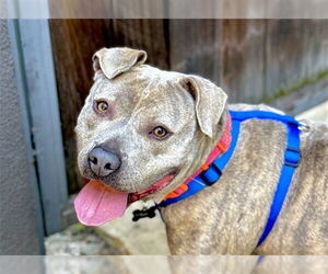 American Pit Bull Terrier Dogs for adoption in Pasadena, CA, USA