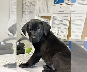 Labrador Retriever Dogs for adoption in Bolivar, MO, USA