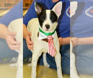Medium Photo #1 Rat Terrier Puppy For Sale in Horn Lake, MS, USA