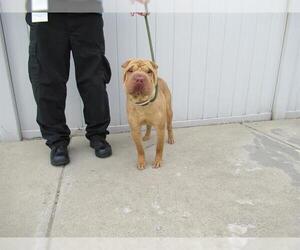 Chinese Shar-Pei Dogs for adoption in Louisville, KY, USA