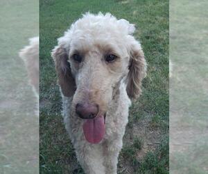 Poodle (Standard) Dogs for adoption in Mankato, MN, USA