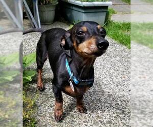 Dachshund Dogs for adoption in Issaquah, WA, USA