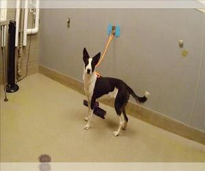 Border Collie-Unknown Mix Dogs for adoption in Las Vegas, NV, USA