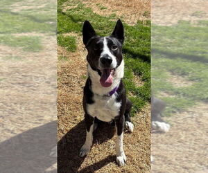 Border Collie-Unknown Mix Dogs for adoption in Boston, MA, USA