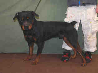 Rottweiler Dogs for adoption in Louisville, KY, USA