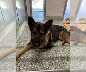 German Shepherd Dog Dogs for adoption in Salisbury, NC, USA