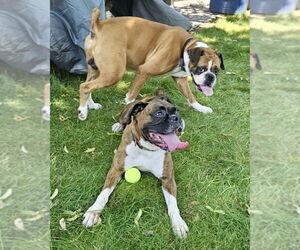 Boxer Dogs for adoption in Dumont, NJ, USA