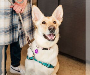 German Shepherd Dog-Unknown Mix Dogs for adoption in St. Louis Park, MN, USA