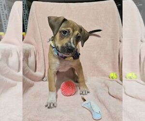 Mutt Dogs for adoption in NYC, NY, USA