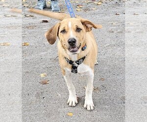 Mutt Dogs for adoption in Croydon, NH, USA
