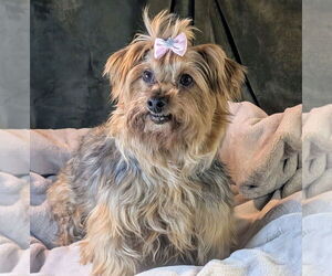 Mutt Dogs for adoption in Bon Carbo, CO, USA