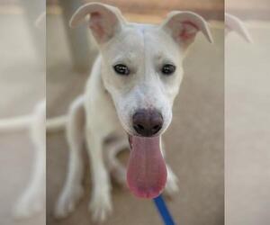 Great Pyrenees-Unknown Mix Dogs for adoption in Tallahassee, FL, USA