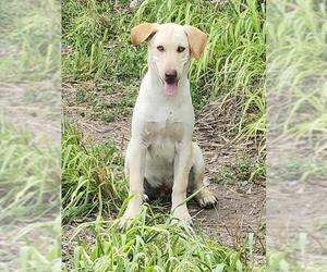 Labrador Retriever-Unknown Mix Dogs for adoption in San Antonio, TX, USA
