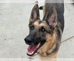German Shepherd Dog-Unknown Mix Dogs for adoption in Tulsa, OK, USA