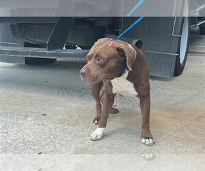 American Pit Bull Terrier Dogs for adoption in Houston, TX, USA