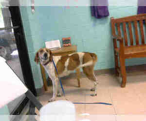 American Foxhound Dogs for adoption in Lufkin, TX, USA