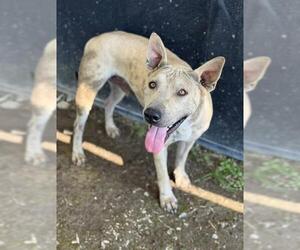 Chinese Shar-Pei-Unknown Mix Dogs for adoption in Riverside, CA, USA