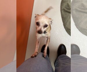 Chihuahua Dogs for adoption in Pampa, TX, USA