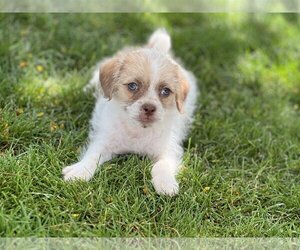 Pug-Shih Tzu Mix Dogs for adoption in Phoenix, AZ, USA