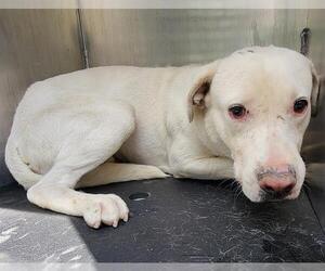 Labrador Retriever-Unknown Mix Dogs for adoption in San Antonio, TX, USA