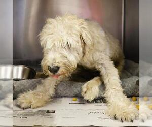 Mutt Dogs for adoption in San Antonio, TX, USA