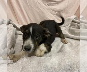 German Shepherd Dog-Unknown Mix Dogs for adoption in Modesto, CA, USA