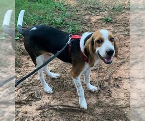 Beagle-Unknown Mix Dogs for adoption in Clintwood, VA, USA
