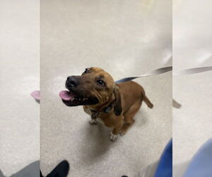 Beagle Dogs for adoption in Virginia Beach, VA, USA