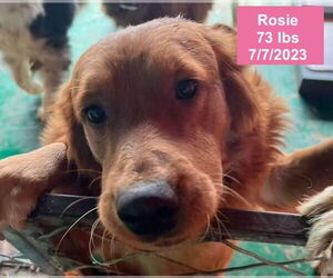 Medium Photo #4 Golden Retriever Puppy For Sale in West Hollywood, CA, USA