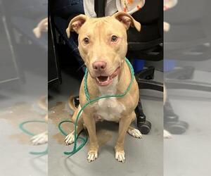 American Pit Bull Terrier Dogs for adoption in Peoria, IL, USA