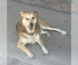 Mutt Dogs for adoption in Phoenix, AZ, USA