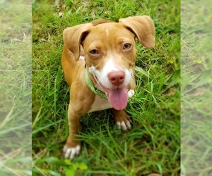 American Pit Bull Terrier Dogs for adoption in Thomasville, NC, USA