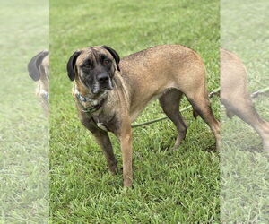 Mutt Dogs for adoption in Virginia Beach, VA, USA