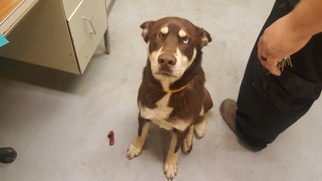 Alaskan Husky Dogs for adoption in Beckley, WV, USA