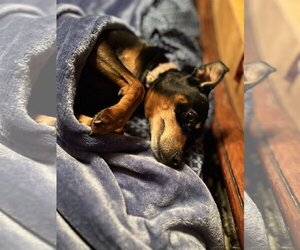 Miniature Pinscher Dogs for adoption in Techny, IL, USA